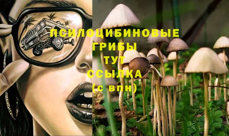 Галлюциногенные грибы Psilocybe  Лодейное Поле 